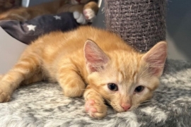 Domestic Short Hair