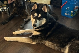 Husky