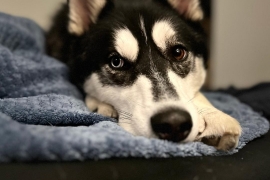 Husky