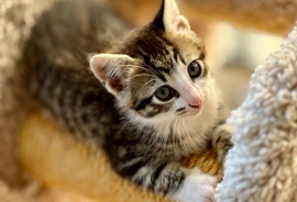 Domestic Short Hair