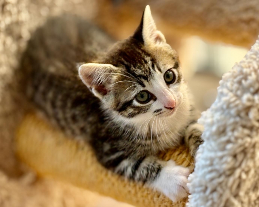Domestic Short Hair