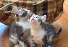 Domestic Short Hair