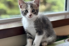 Domestic Short Hair