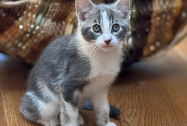 Domestic Short Hair