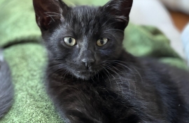 Domestic Short Hair