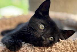 Domestic Short Hair