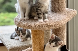 Domestic Short Hair