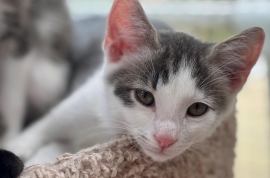 Domestic Short Hair