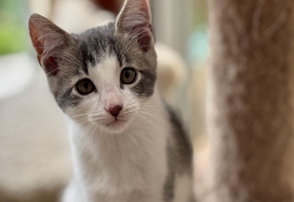 Domestic Short Hair