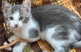 Domestic Short Hair