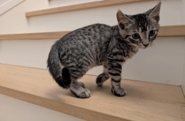 Domestic Short Hair
