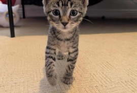 Domestic Short Hair