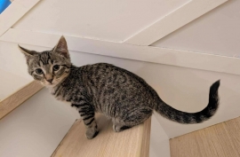 Domestic Short Hair