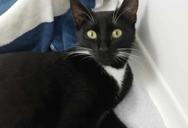 Domestic Short Hair