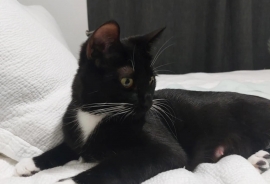 Domestic Short Hair