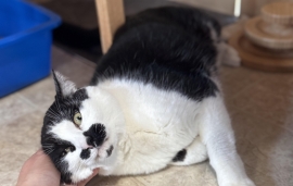 Domestic Short Hair