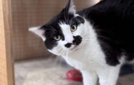 Domestic Short Hair