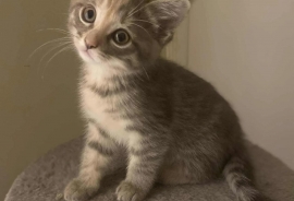 Domestic Short Hair