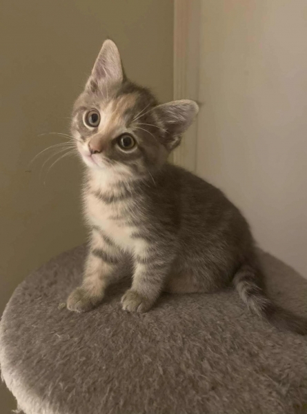 Domestic Short Hair