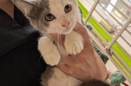 Domestic Short Hair