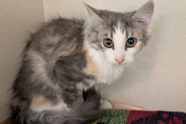 Domestic Medium Hair
