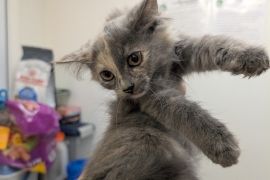Domestic Short Hair