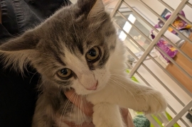 Domestic Medium Hair