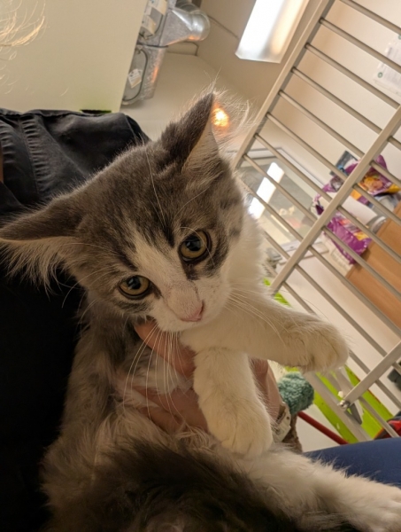 Domestic Medium Hair