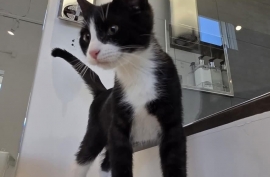 Domestic Short Hair