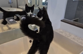 Domestic Short Hair
