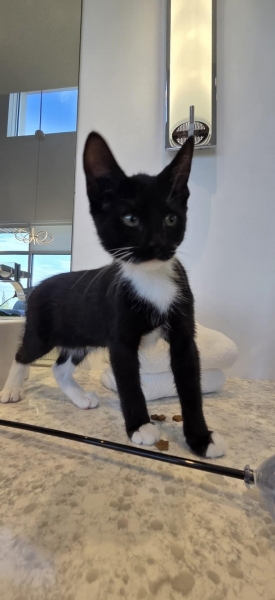 Domestic Short Hair