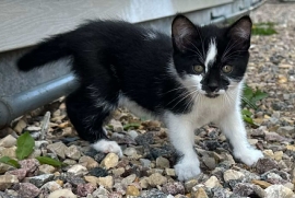 Domestic Short Hair