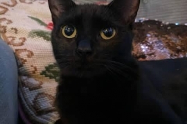 Domestic Short Hair