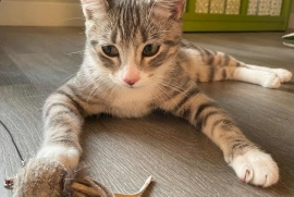 Domestic Short Hair