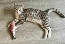 Domestic Short Hair