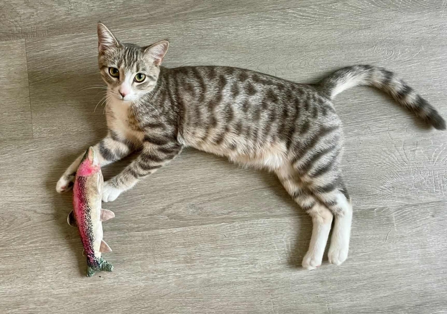 Domestic Short Hair