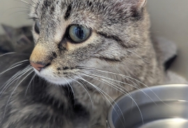 Domestic Short Hair