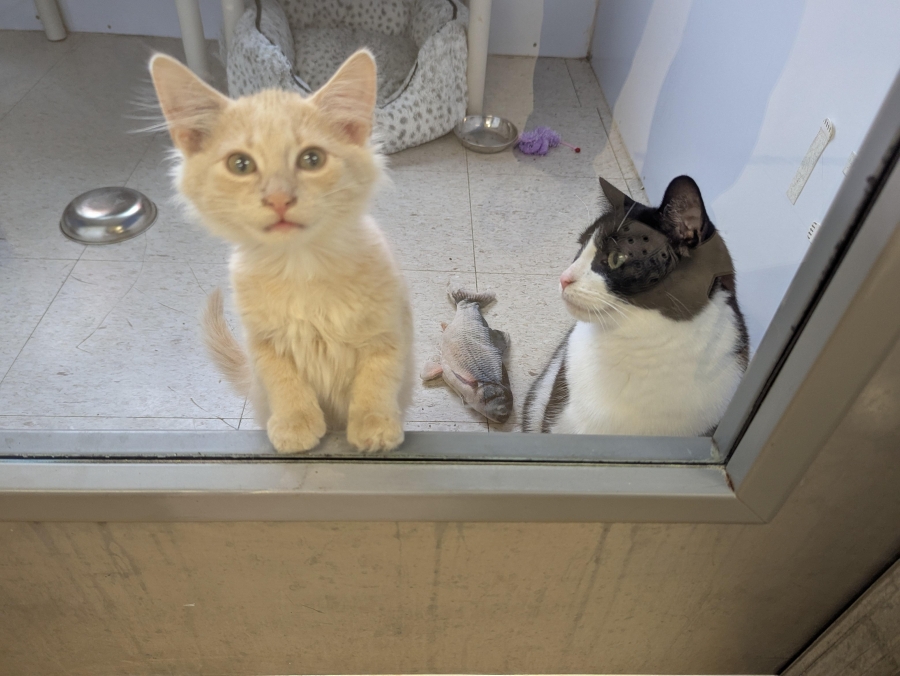 Domestic Medium Hair