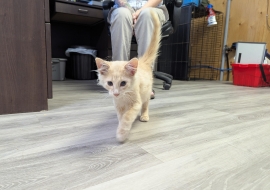 Domestic Medium Hair