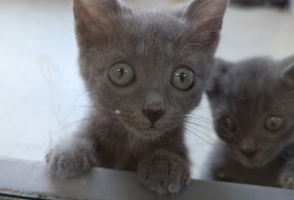 Domestic Short Hair