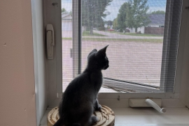 Domestic Short Hair