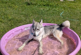 Husky
