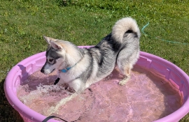 Husky