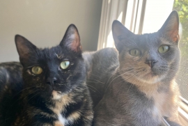 Domestic Short Hair