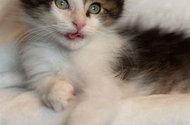 Domestic Short Hair