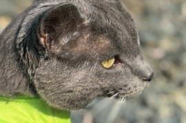 Domestic Short Hair