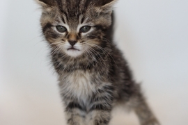 Domestic Short Hair