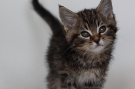 Domestic Short Hair