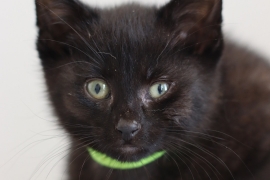 Domestic Short Hair