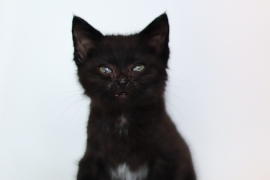 Domestic Short Hair